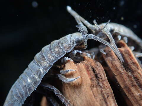 Image of metallic marine isopod