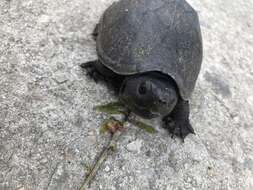 Image of Loggerhead Musk Turtle