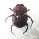 Image of Onthophagus ebenus Péringuey 1888