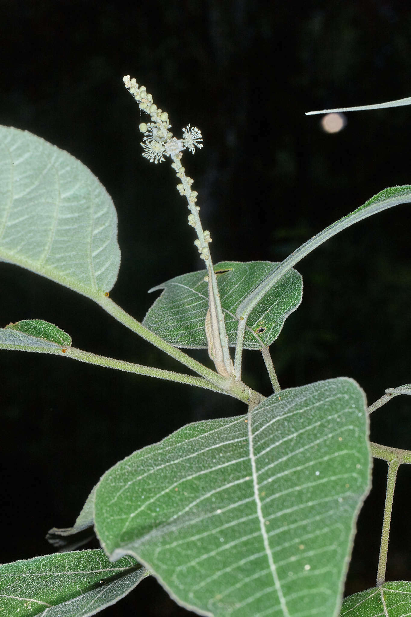 Image of Croton xalapensis Kunth