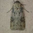 Image of Agrotis herzogi Rebel 1911