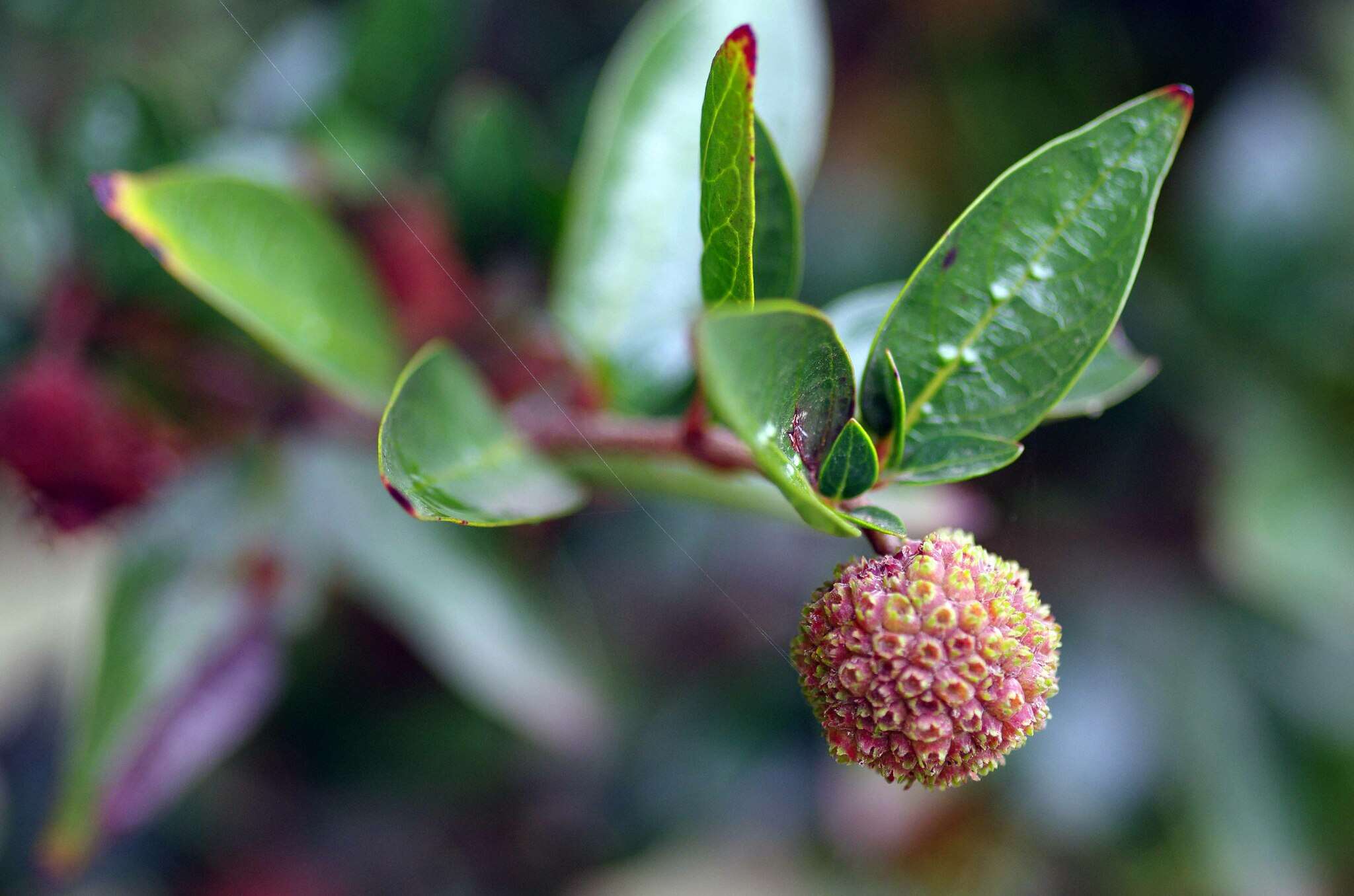 Image of Strawberry bush