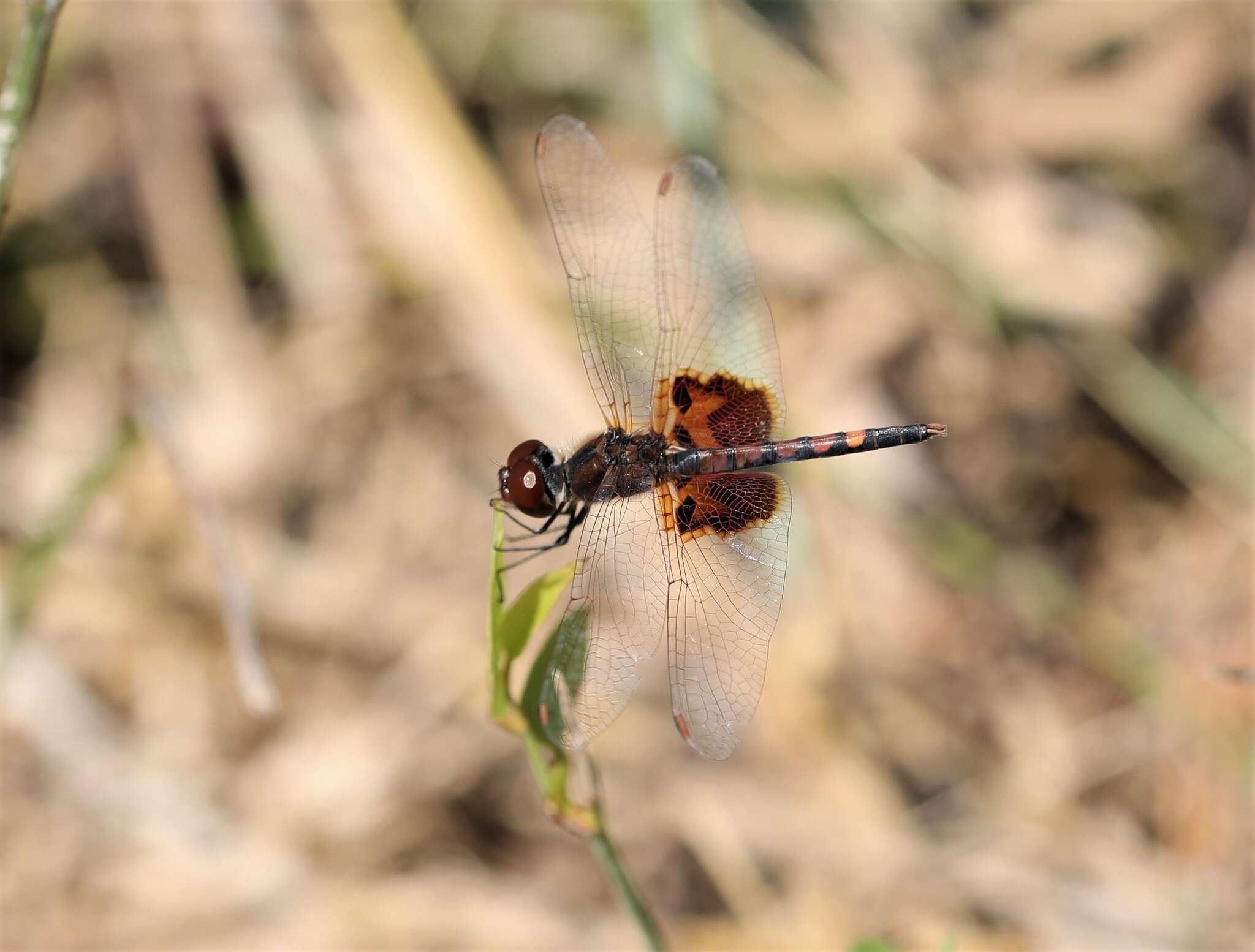 Imagem de Celithemis amanda (Hagen 1861)