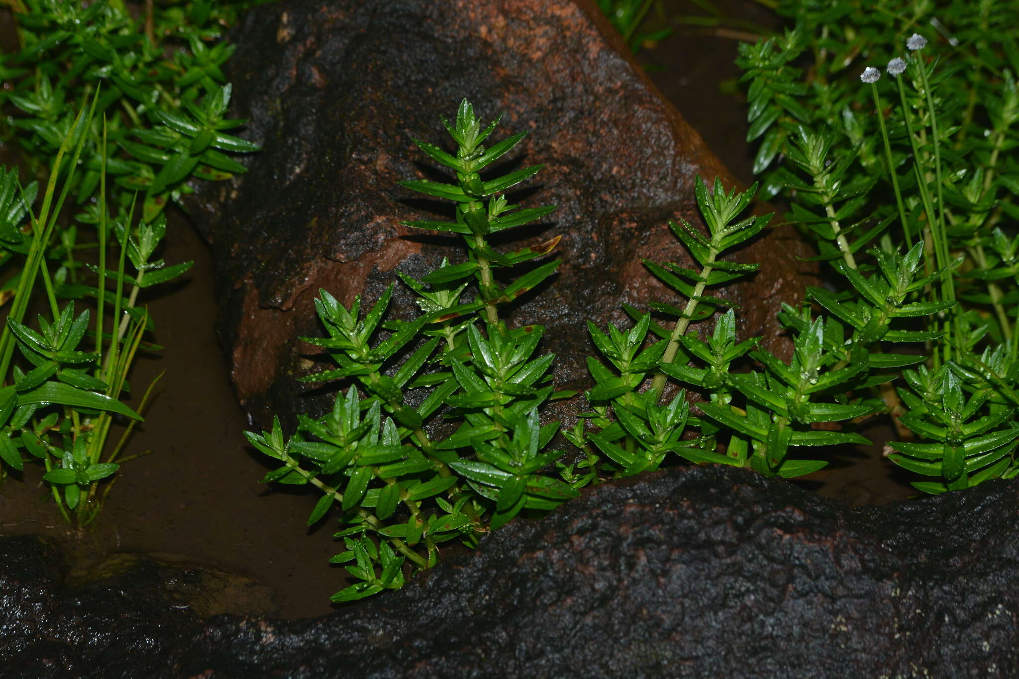 Image of Rotala malampuzhensis R. V. Nair ex C. D. K. Cook