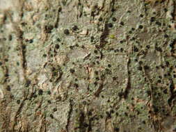 Image of lecidella lichen