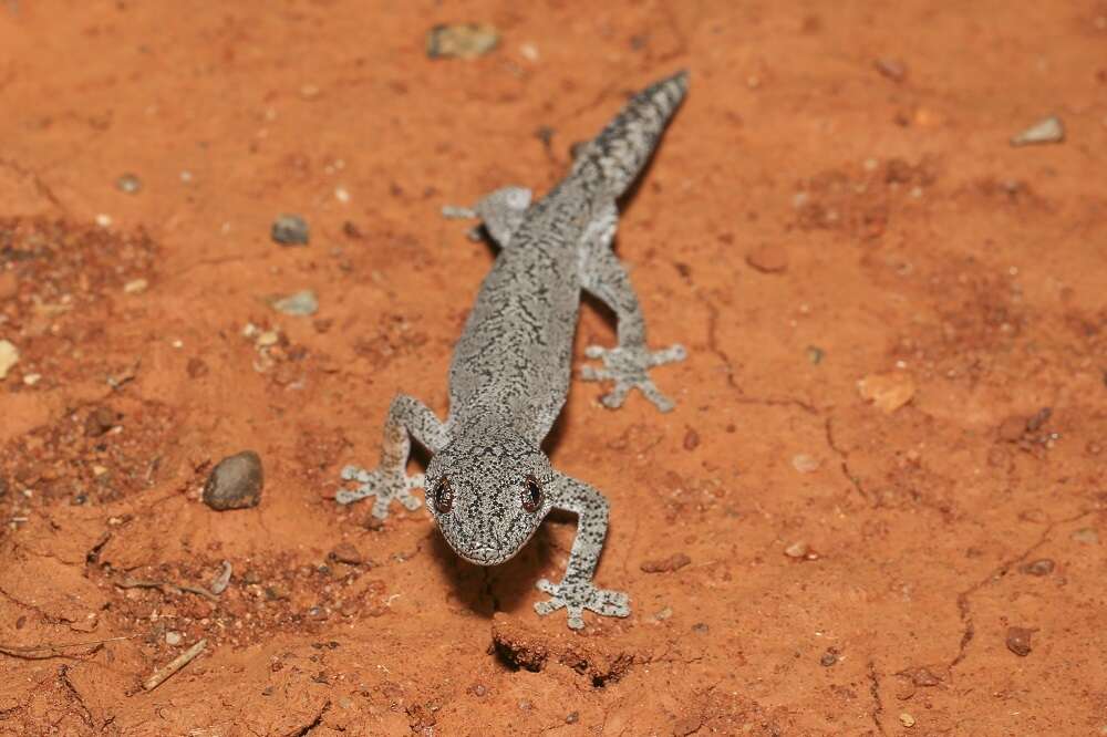 Image of Eastern Spiny-tailed Gecko