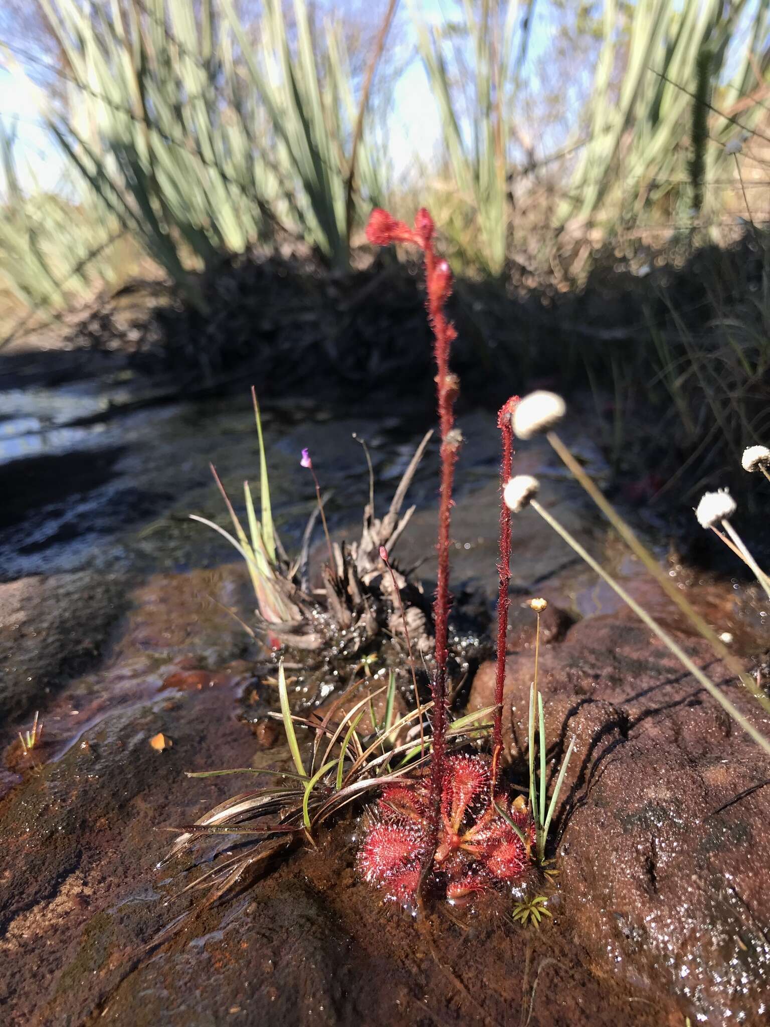 Image of Drosera hirtella St. Hil.