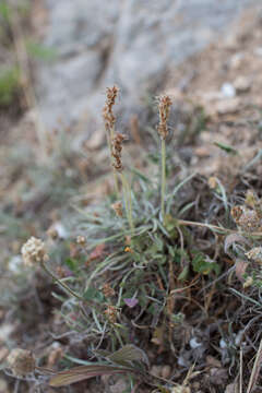 Plantago albicans L. resmi