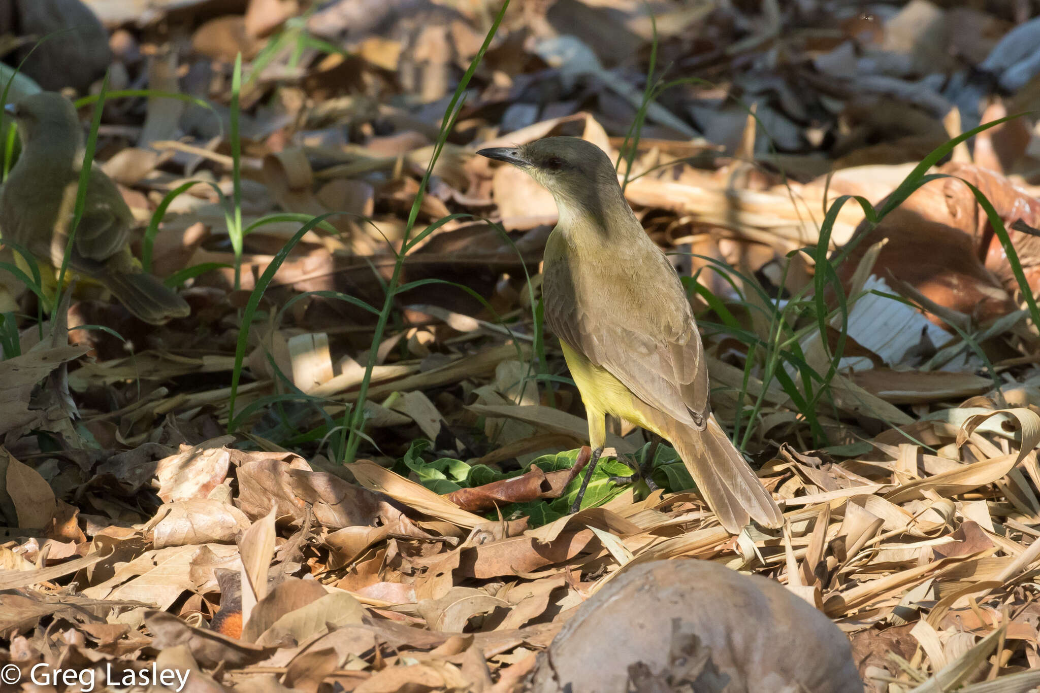 Machetornis Gray & GR 1841的圖片