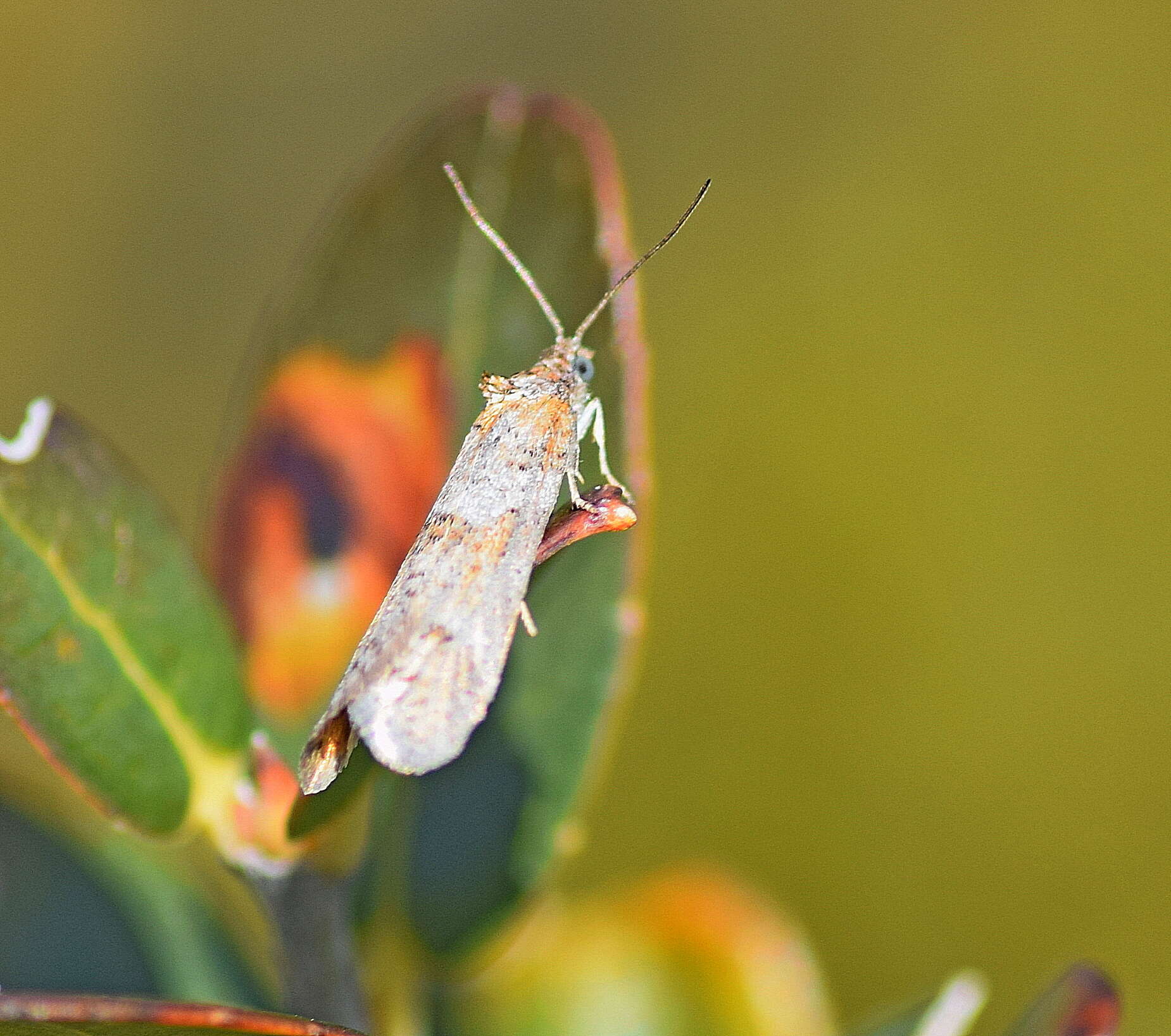 Image of Tortricodes