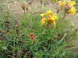 Image of Gnidia capitata L. fil.