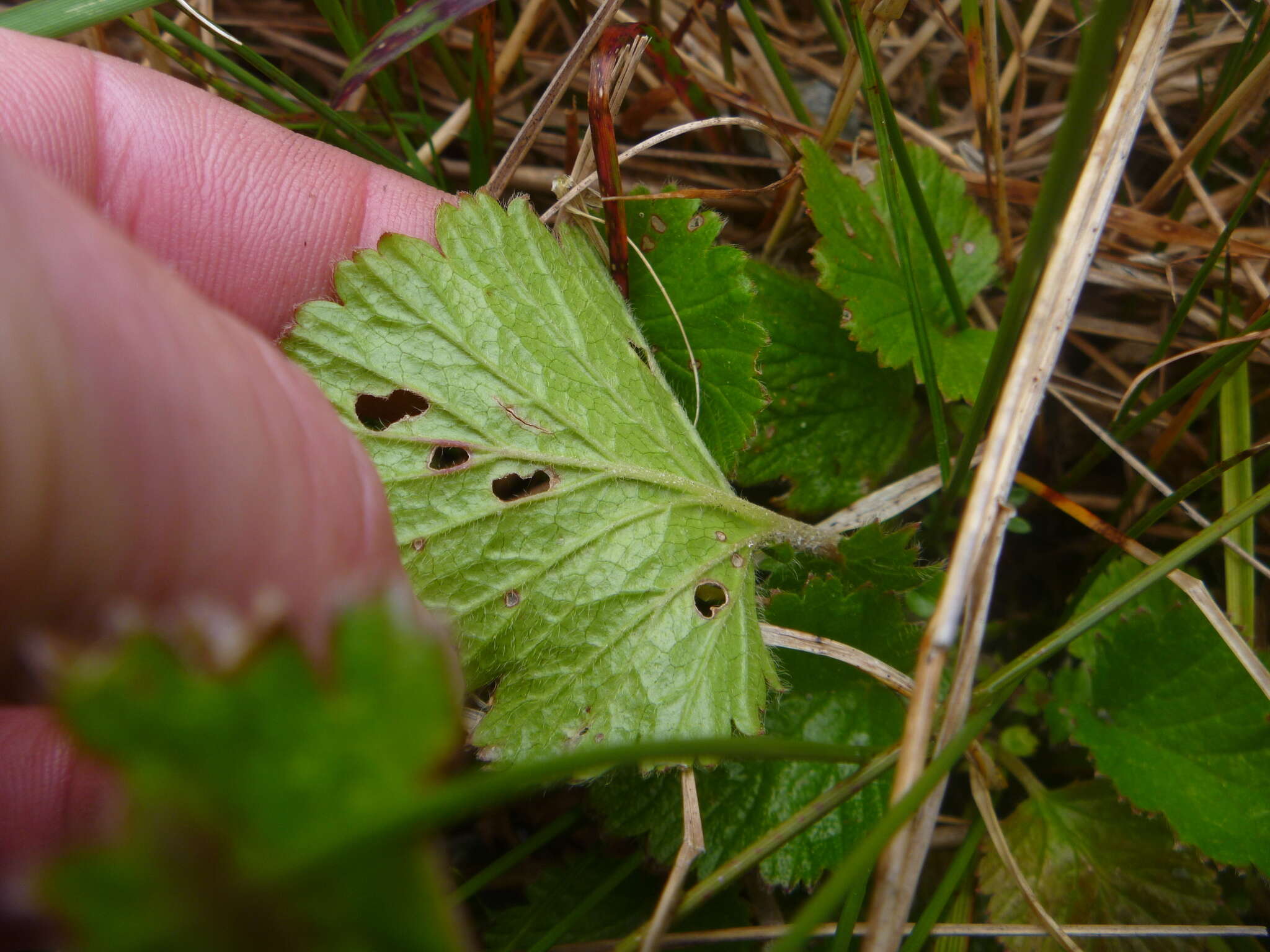 Image of Geum cockaynei (F. Bolle) B. P. J. Molloy & C. J. Webb