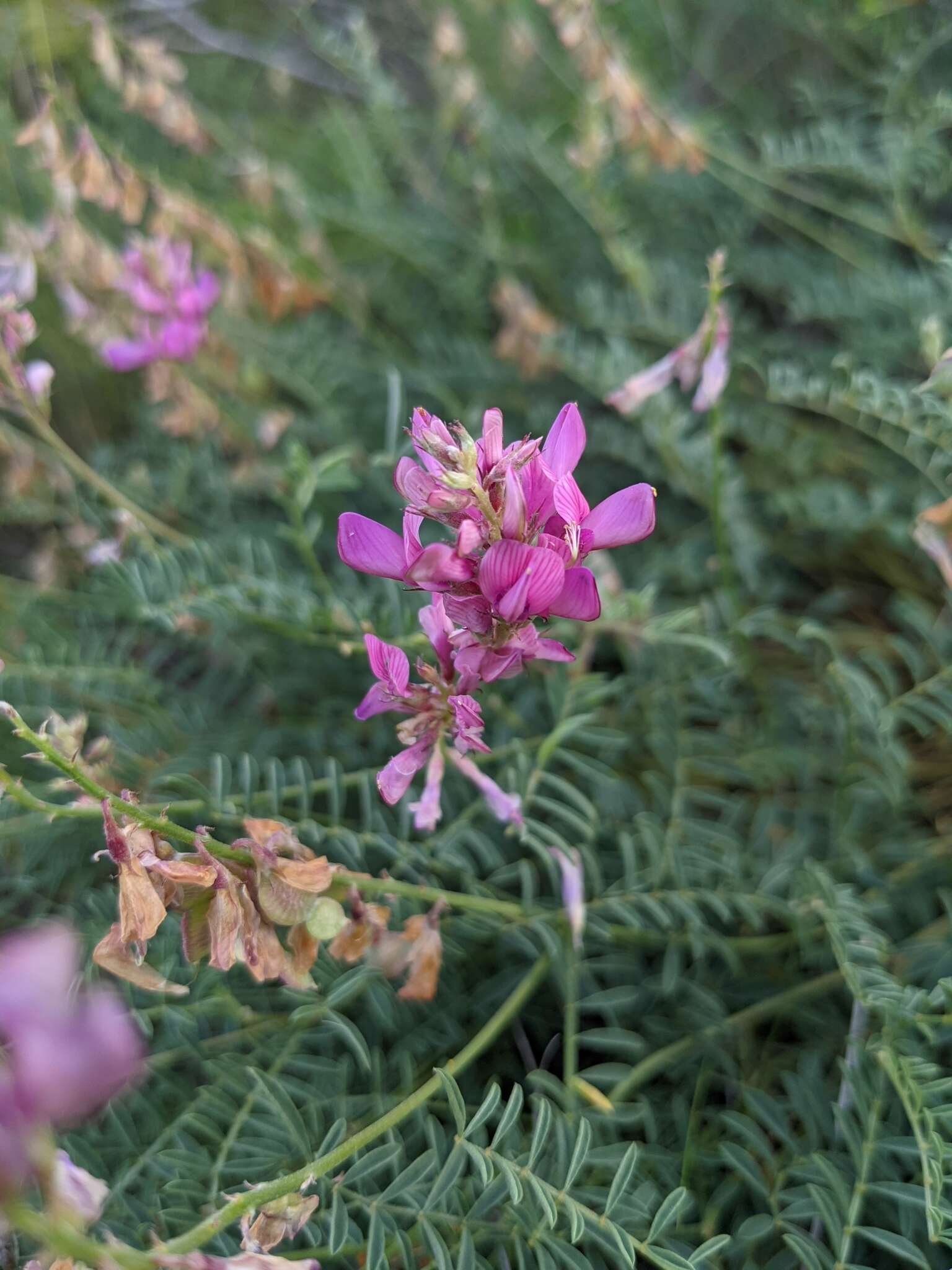 Plancia ëd Hedysarum boveanum subsp. europaeum Guitt. & Kerguelen