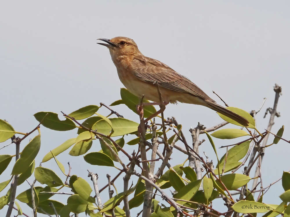 Image of Pink-breasted Lark