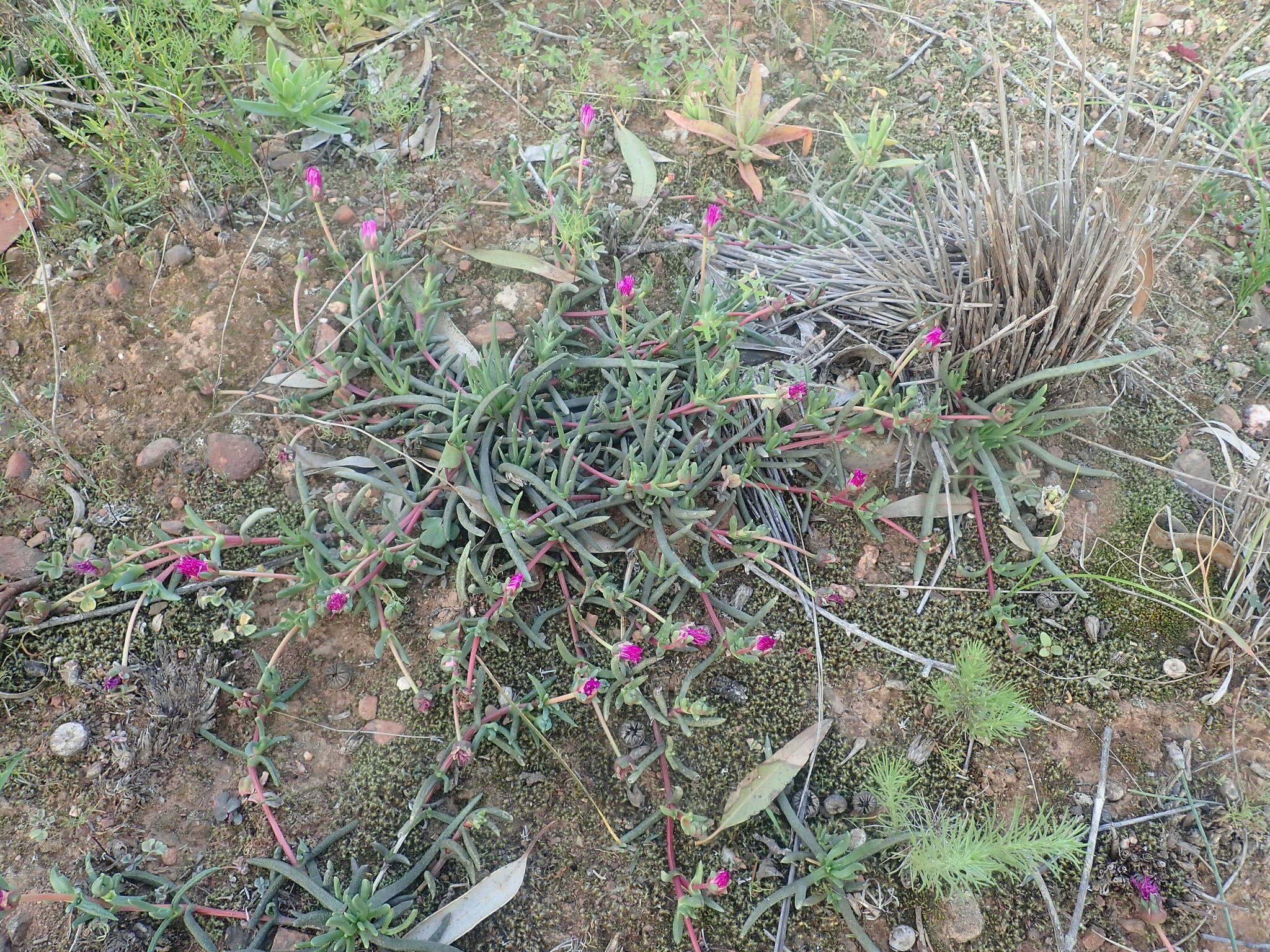 صورة Cephalophyllum diversiphyllum (Haw.) N. E. Br.