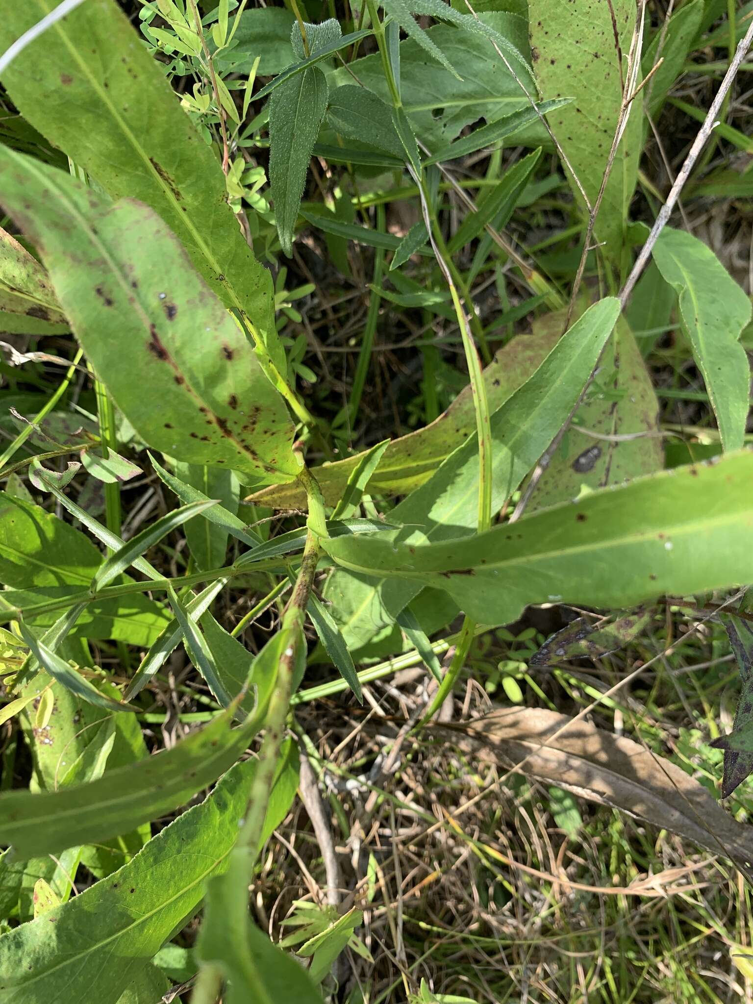 Слика од Solidago rigida subsp. glabrata (Braun) S. B. Heard & J. C. Semple