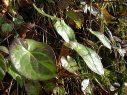 Image of Epimedium pinnatum subsp. colchicum (Boiss.) N. Busch