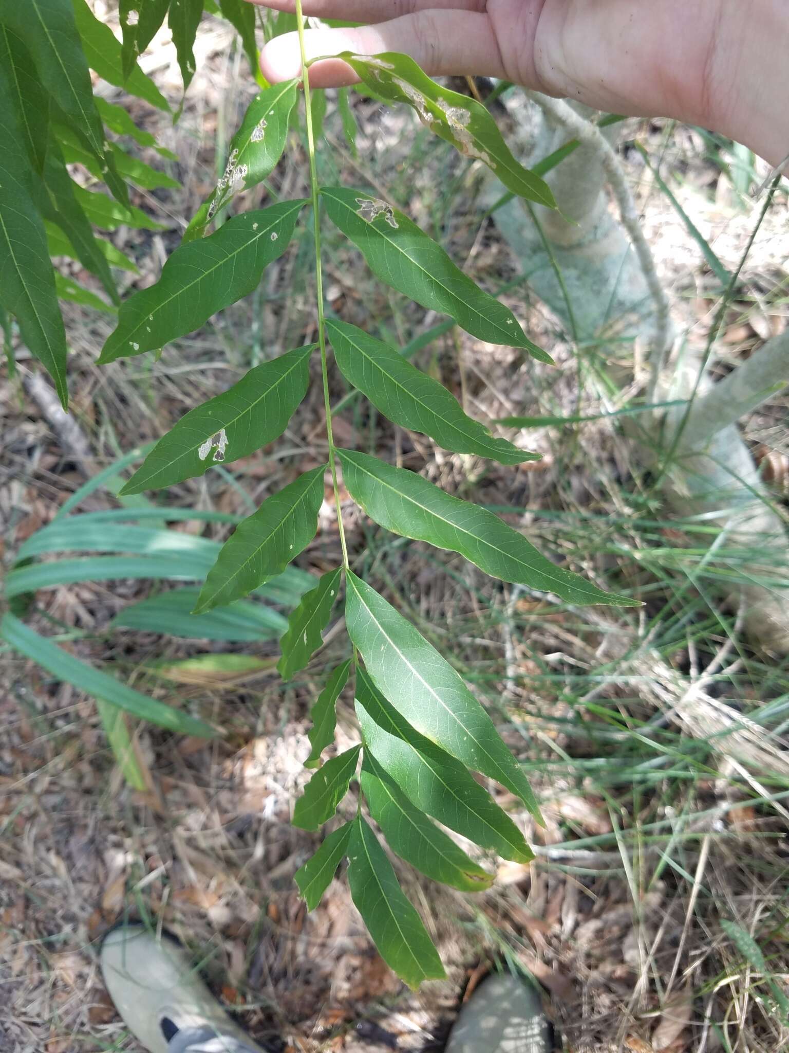 Image of Soapberry Tree