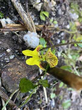 Impatiens falcifer Hook. fil. resmi