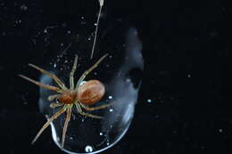 Image of Araneus pratensis (Emerton 1884)