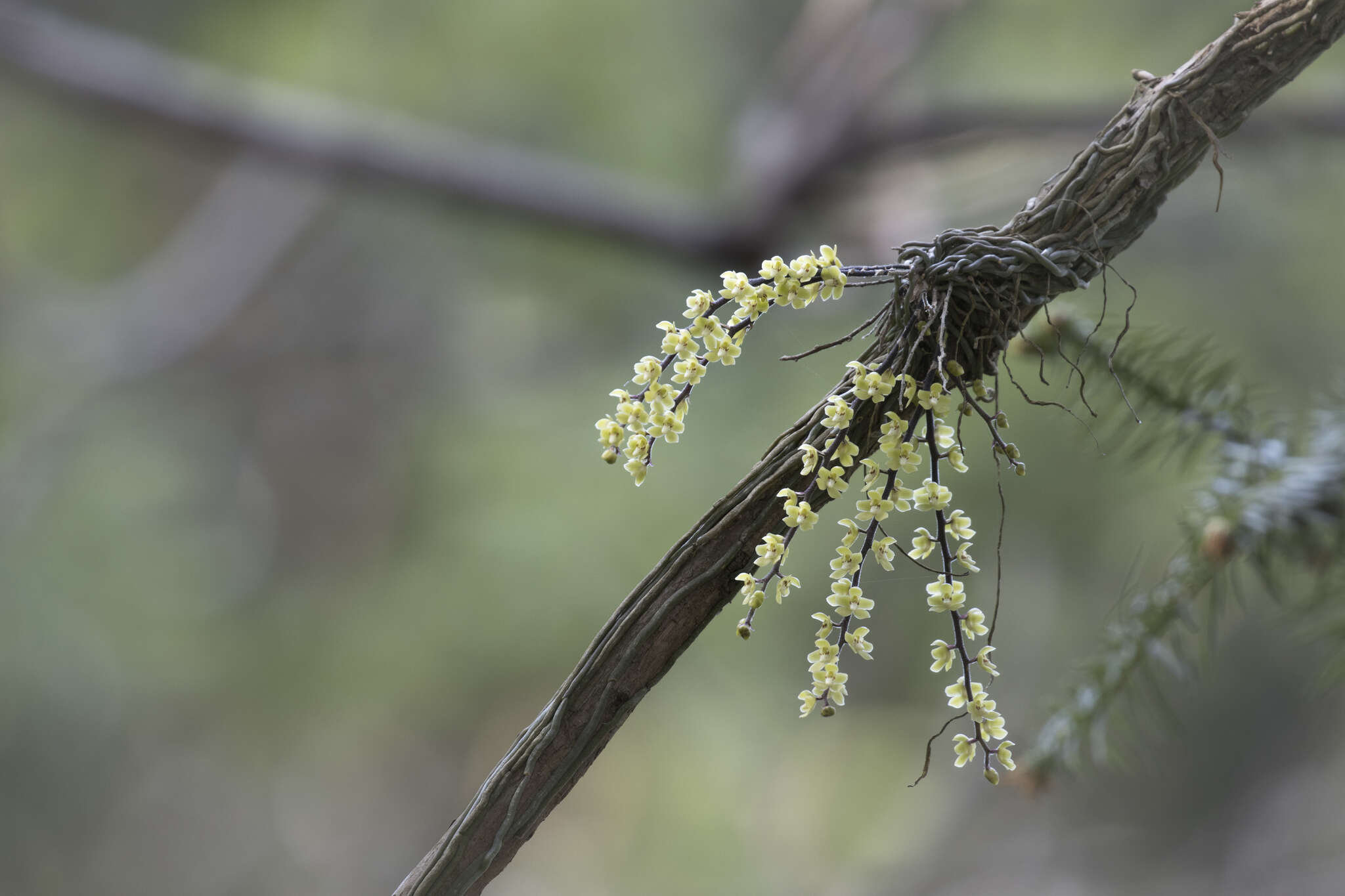 Image of Chiloschista segawae (Masam.) Masam. & Fukuy.