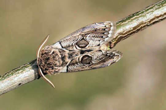 Image of Brahmaea europaea Hartig 1963