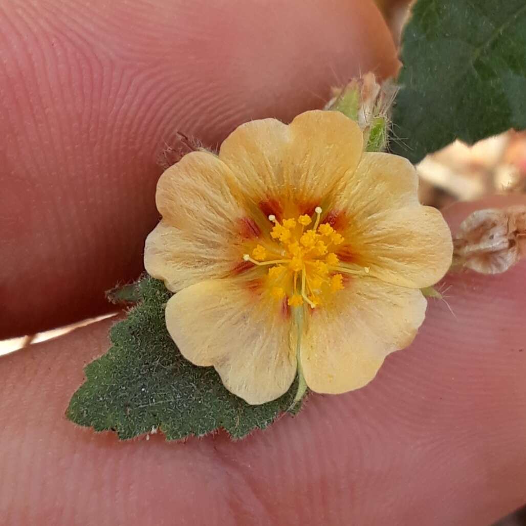 Image of tropical fanpetals