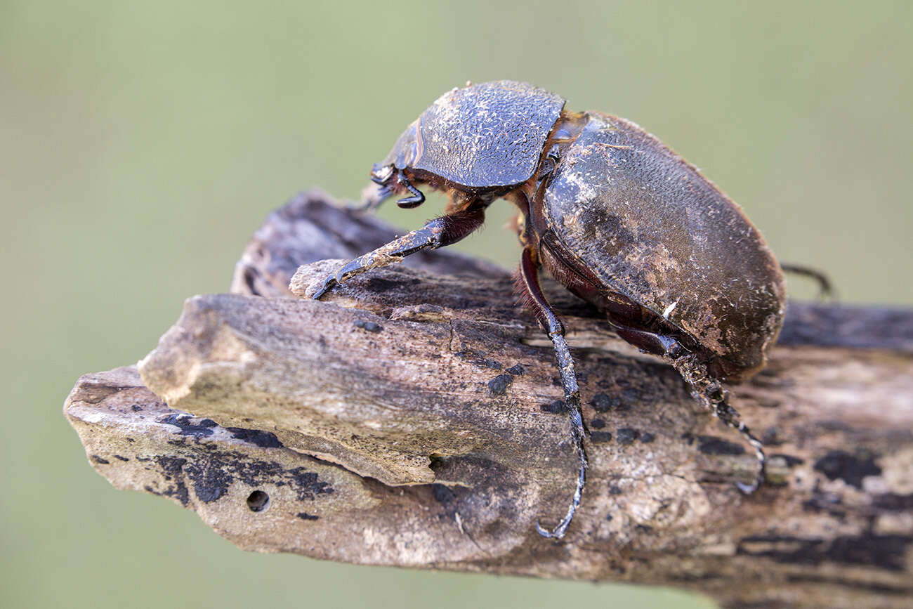 Image of Chalcosoma atlas keyboh Nagai 2004