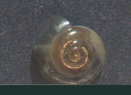 Image of common crystal snail