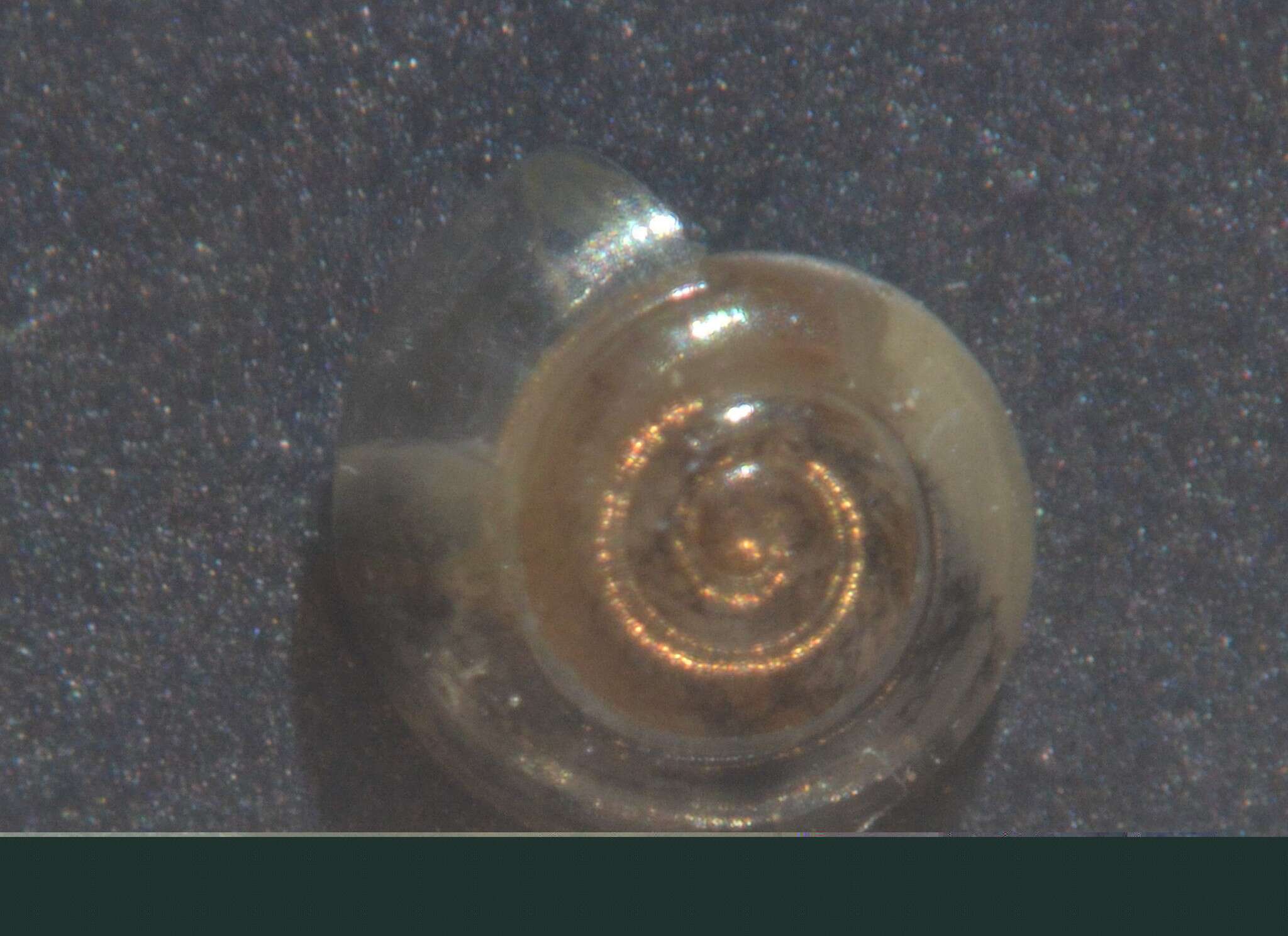 Image of common crystal snail