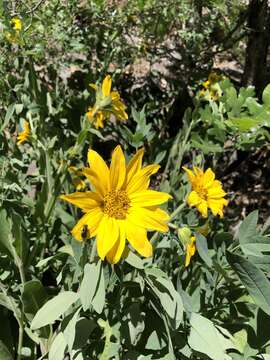 Image of Arizona mule-ears