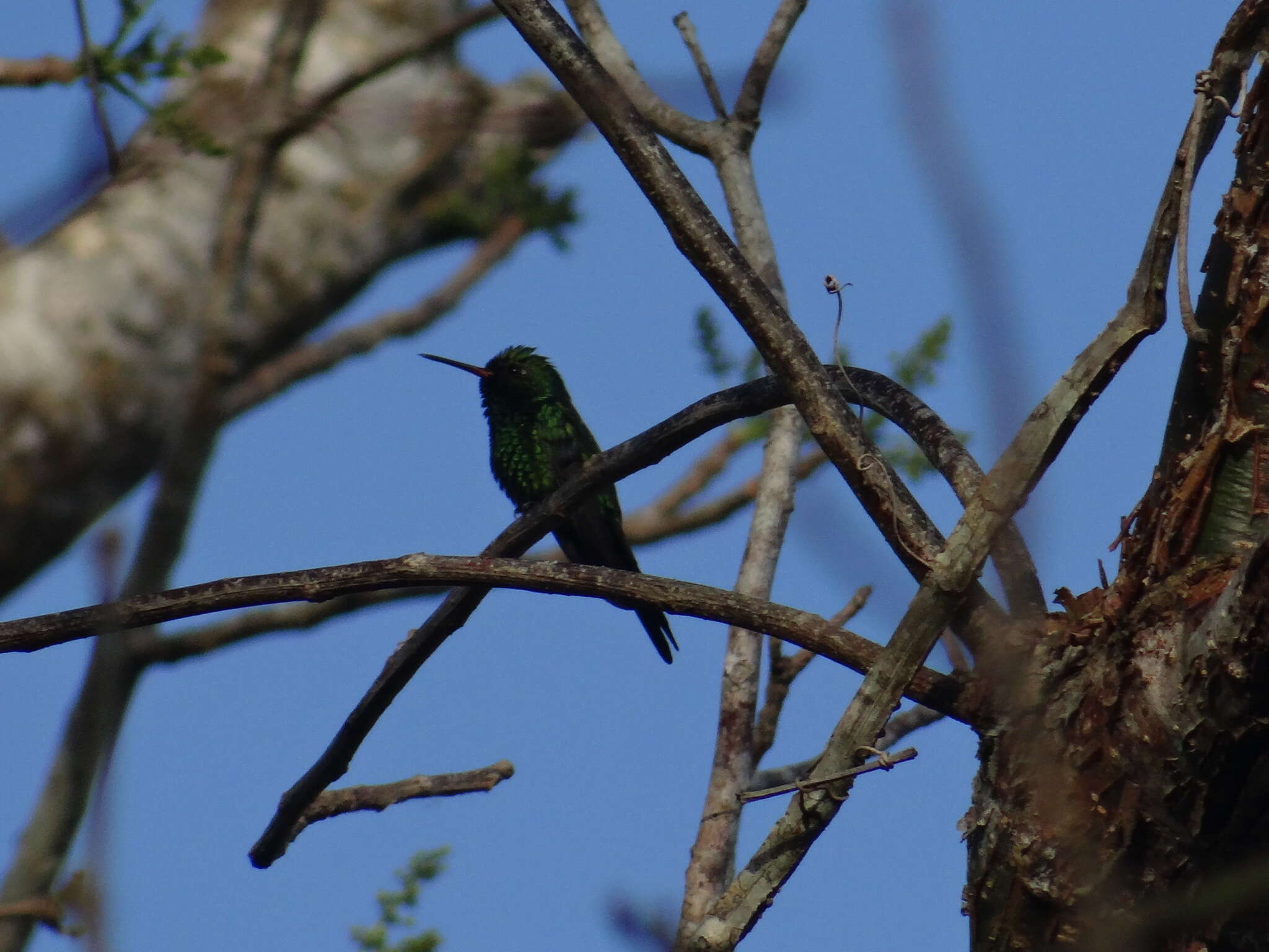 Image de Cynanthus forficatus (Ridgway 1885)