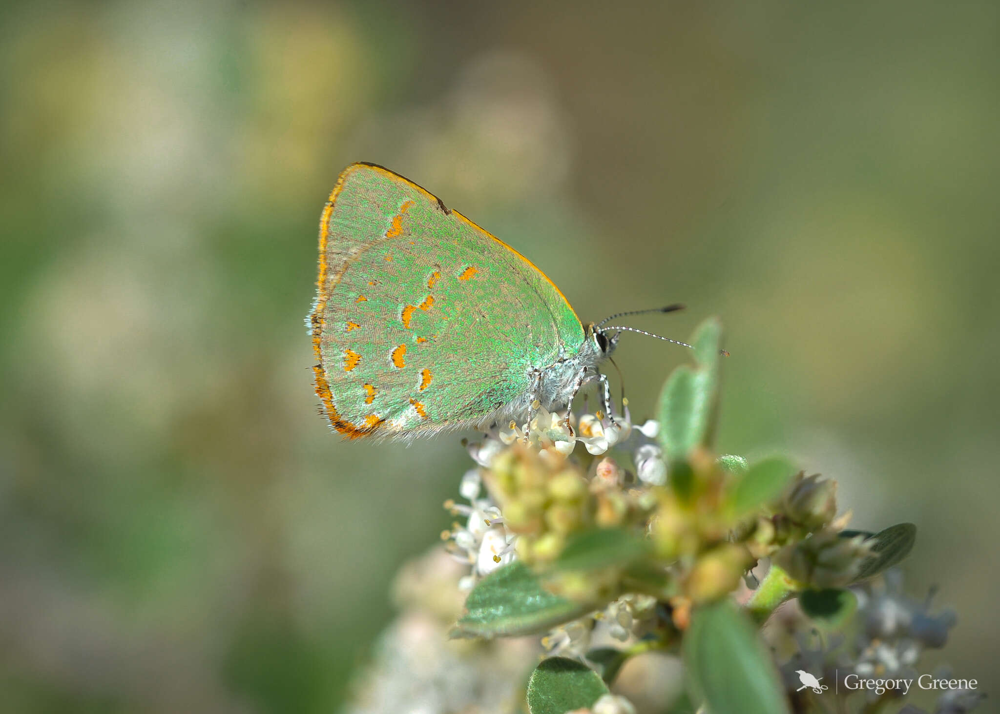 Image of Arizona Hairstreak