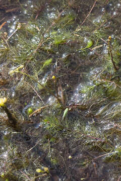 Image de Utricularia geminiscapa Benj.