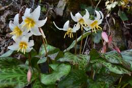 Image of Erythronium shastense D. A. York, J. K. Nelson & D. W. Taylor