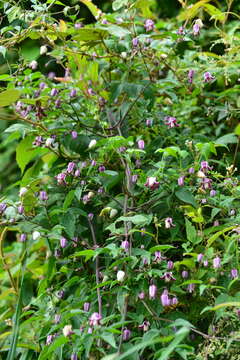 Image of Clematis lasiandra Maxim.