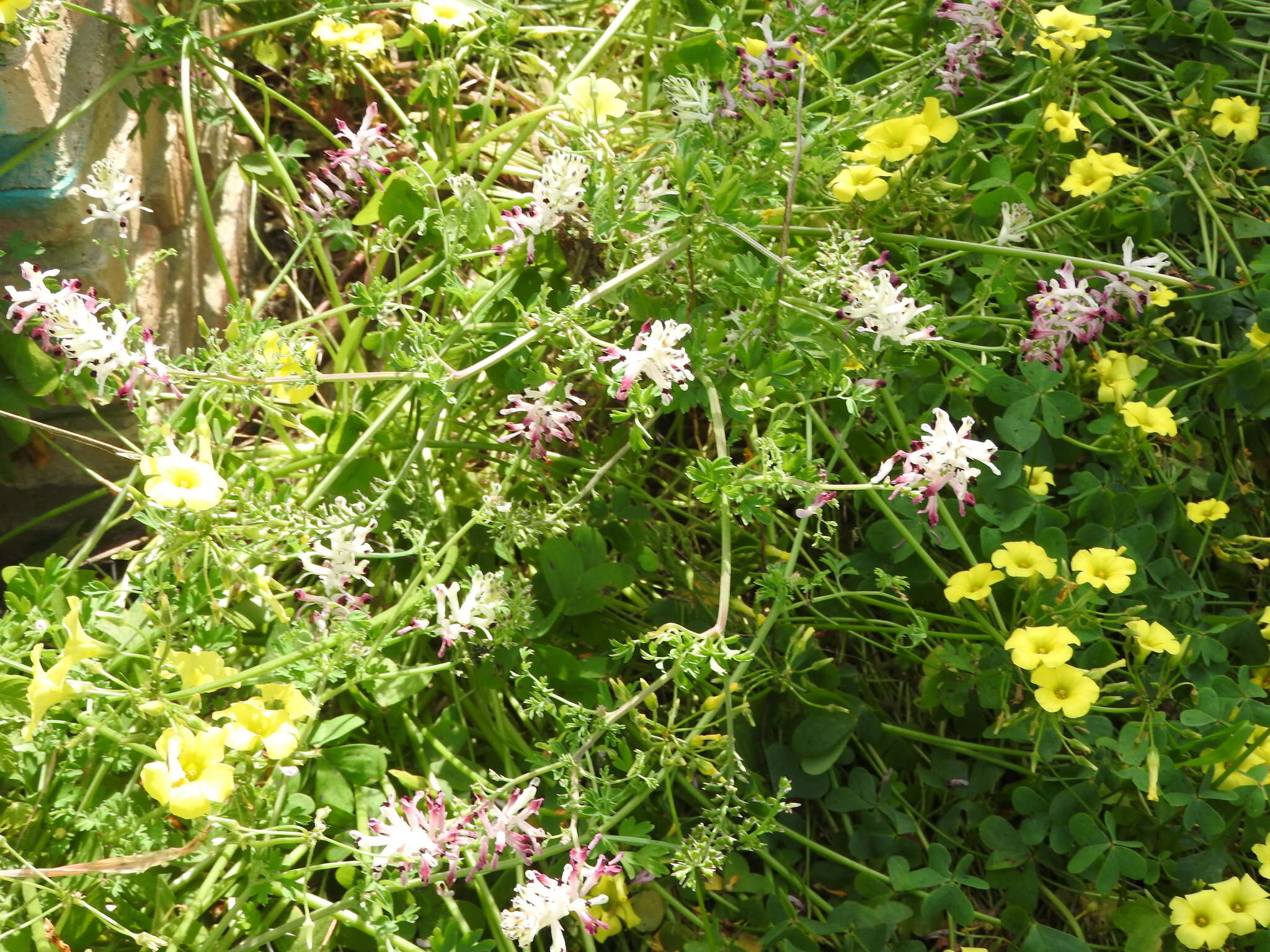 Image of field fumitory