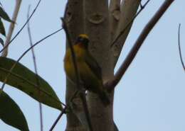 Image of Bronze-green Euphonia