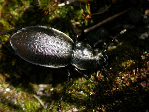 Image of Carabus (Orinocarabus) sylvestris transylvanicus Dejean 1826