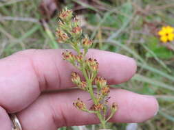 Image of coastal false asphodel