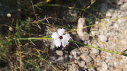 Image de Microbotryum dianthorum (Liro) H. Scholz & I. Scholz 1988