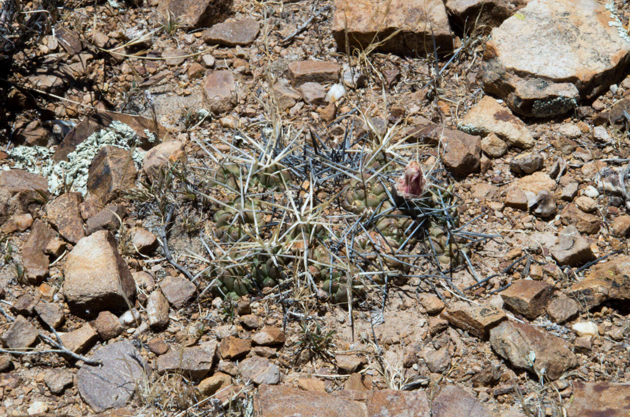 Image of Cumulopuntia rossiana (Heinrich & Backeb.) F. Ritter