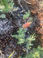 Image of stalkpod locoweed