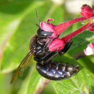 Image of large carpenter bee