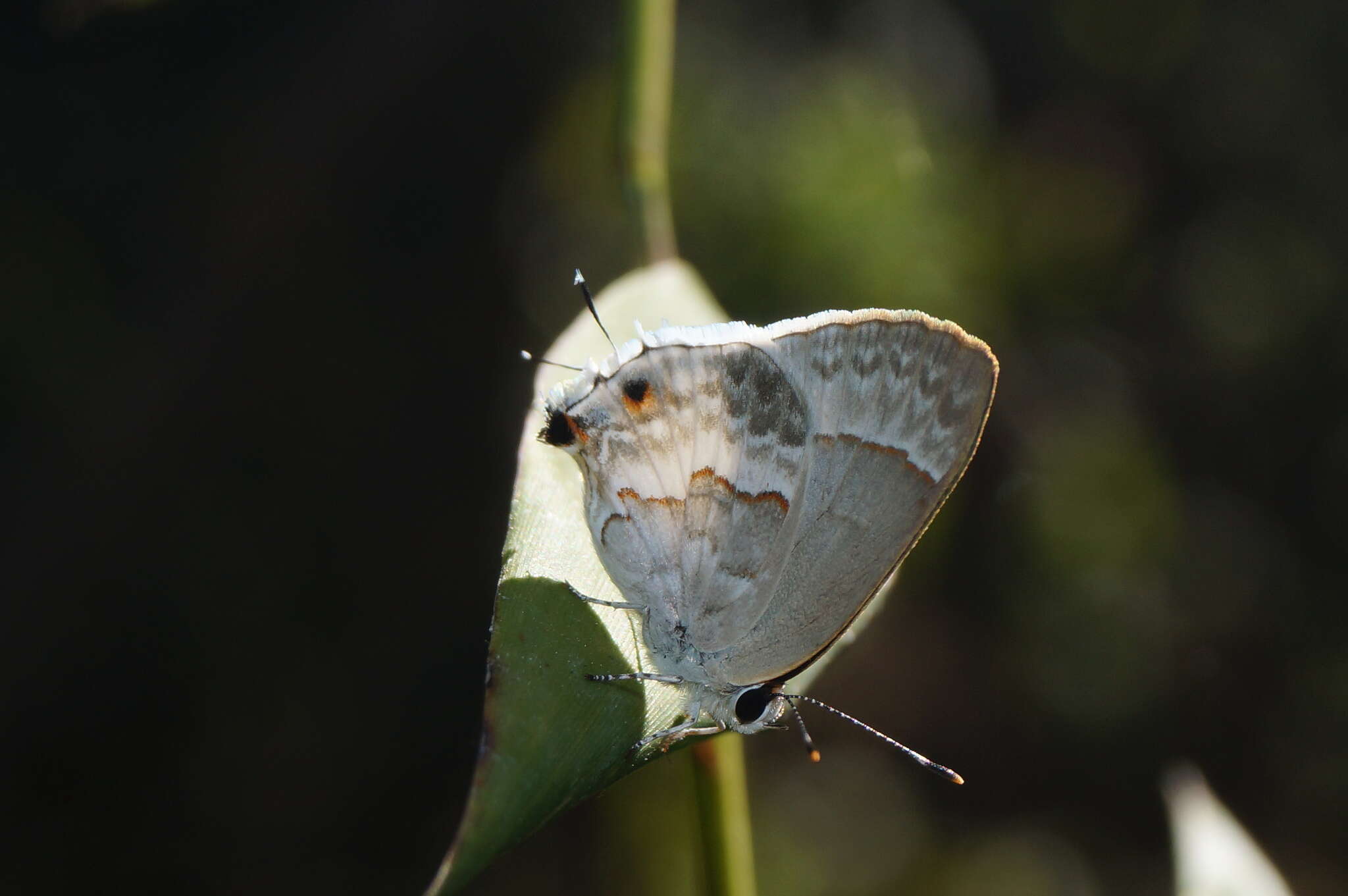 Image of White Scrub-Hairstreak