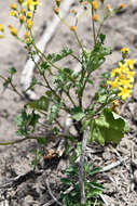 Image of Cineraria erodioides DC.