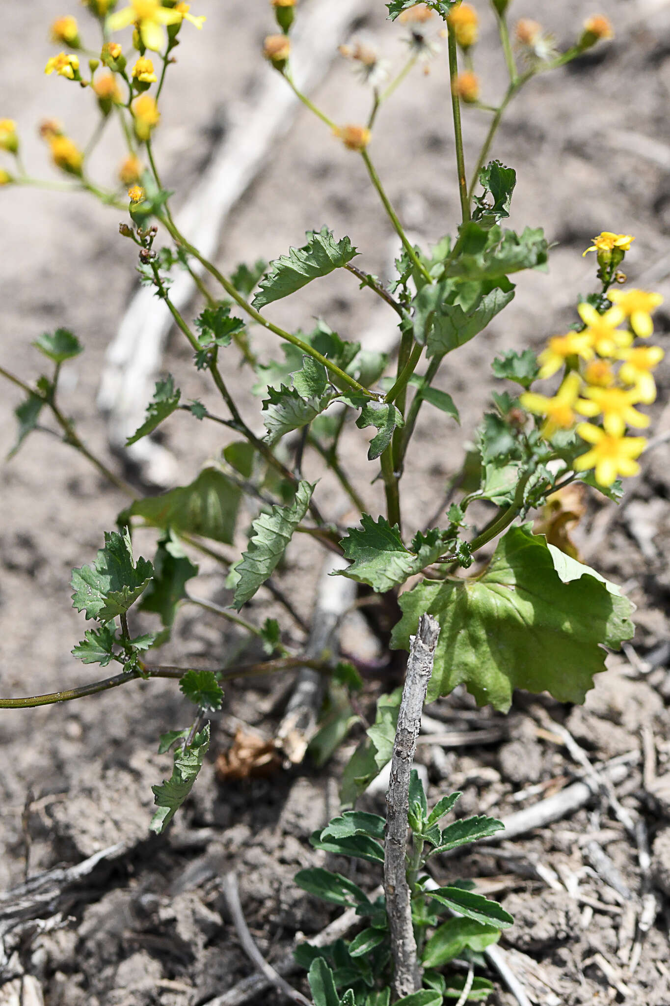 Image of Cineraria erodioides DC.