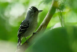 Image of Sooretama Slaty Antshrike