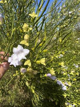 Image of Eremophila gibsonii F. Muell.