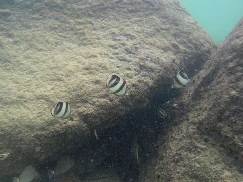 Image of Banded Butterflyfish